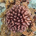* Nomination Coral (Pocillopora verrucosa), Ras Muhammad National Park, Egypt --Poco a poco 06:32, 4 July 2022 (UTC) * Promotion  Support Good quality. --Ermell 07:54, 4 July 2022 (UTC)