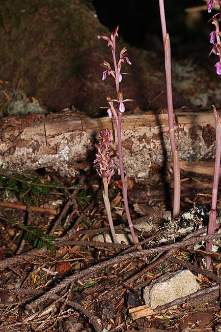 Corallorhiza_mertensiana