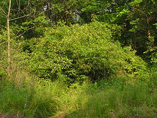 <i>Cornus amomum</i> species of plant