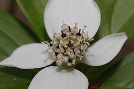 Cornus unalaschkensis (Western Cordilleran Bunchberry), flowers