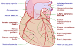 Thumbnail for Arteria coronaria sinistra