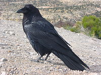 Corvus corax along road.JPG