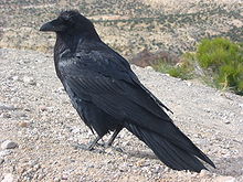 Common raven, Corvus corax Corvus corax along road.JPG