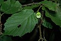 Foliage and nut