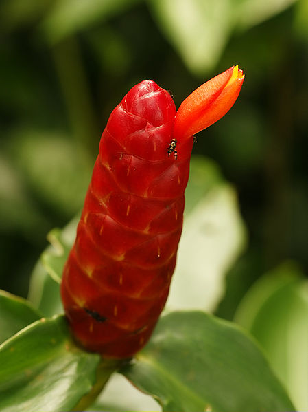 File:Costus woodsonii (flower).jpg