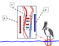 The exchange of heat in this diagram (1) is an example of countercurrent exchange. In this example the cold water requires the birds circulatory system to recycle heat and minimize heat loss through the skin. The warm arterial blood (2) flowing away from the heart warms up the cooler venous blood (3) heading towards the heart.