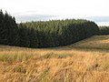 Миниатюра для Файл:Cow Rigg and plantation on Little Rigg - geograph.org.uk - 2930142.jpg