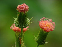 Kadavoor.JPG tomonidan Crassocephalum crepidioides