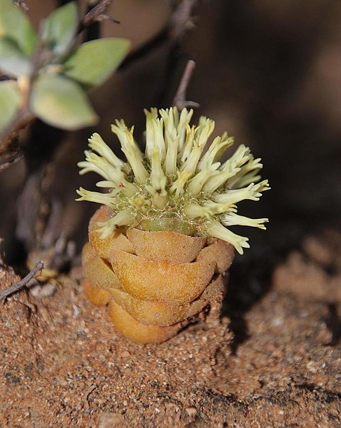 File:Crassula columnaris plant.jpg