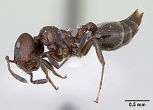 Crematogaster ampa casent0173929 профиль 1.jpg