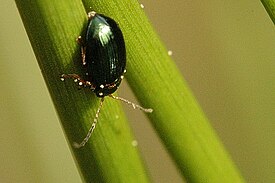 Pajukirppa (Crepidodera fulvicornis)