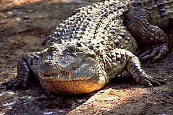 Crocodylus mindorensis by Gregg Yan 01.jpg