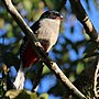 Thumbnail for Cuban trogon