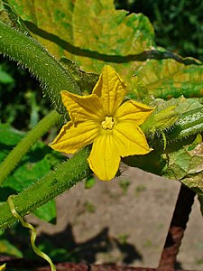 Cucumis sativus Flower