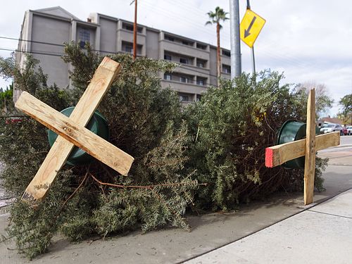 Discarded Christmas trees