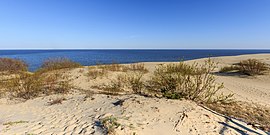 Curonian Spit NP 05-2017 img15 Epha Dune.jpg