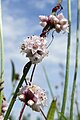 Cuscuta epithymum