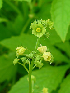 Cyclanthera pedata Inflorescence