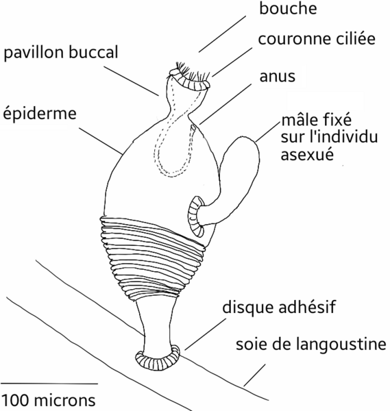 File:Cycliophora - Symbion pandora.png