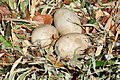 Cygnus olor (brütend) - Arboretum 2011-05-18 16-43-48.JPG