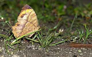 <i>Cyllogenes janetae</i> Species of butterfly