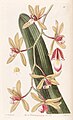 Cymbidium aloifolium (as syn. Cymbidium pendulum) plate 25 in: Edwards's Bot. Register (Orchidaceae), vol. 26, (1840)