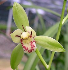 Cymbidium ensifolium 