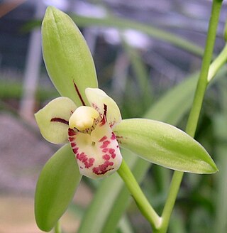 <i>Cymbidium ensifolium</i> Species of orchid