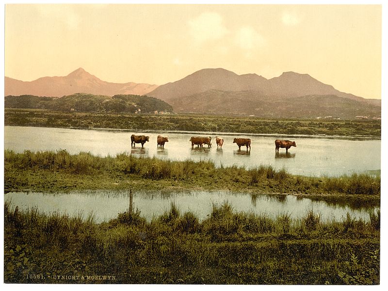 File:Cynicht and Moelwyn (cattle study), Wales-LCCN2001703469.jpg