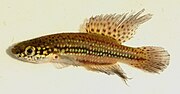 Miniatura per Cynopoecilus