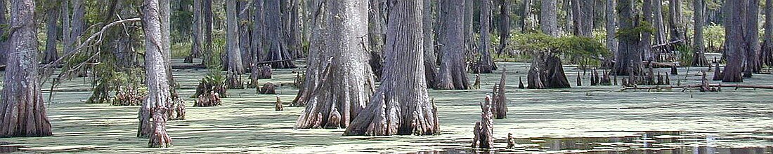 File:Cypress Swamp modified.jpg