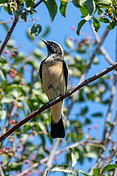 Cyprus wheatear Oenanthe cypriaca Cyprus wheatear (Oenanthe cypriaca).jpg