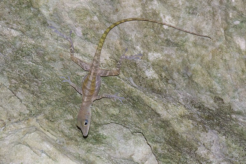 File:Dactyloidae- Anolis bartschi (West Cuban Cliff Anole) 1.jpg