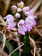 Dactylorhiza maculata subsp. ericetorum