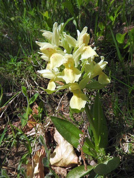 File:Dactylorhiza sambucina 07.jpg