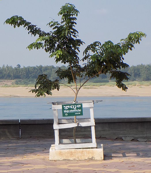 File:Dalbergia cochinchinensis Kratie Cambodia.JPG