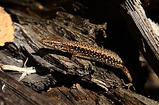 <i>Darevskia caucasica</i> species of reptile
