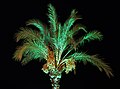 Date palm at night 2019 G2.jpg