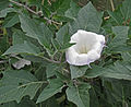 Datura wrightii, large flower close