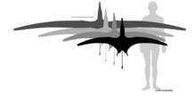 Different wingspan estimates for Dearc (based on Rhamphorhynchus and Dorygnathus) Dearc wingspan.png