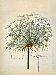 Cyperus papyrus - Wikipedia, la enciclopedia libre