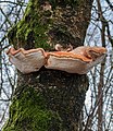 Berkenzwam (Piptoporus betulinus) op de stam van een berk.