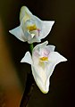 Dendrobium angulatum