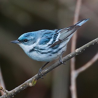 Cerulean warbler