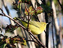 Yellow warbler, one on Bardsey Island in 1964 was the first European record of this North American species. Dendroica aestiva - Campbell Tract, Anchorage, Alaska.jpg