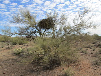 Desert mistletoe on a palo verde tree in southern Arizona.