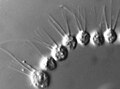 Desmarella sp. koloni ( Choanoflagellatea )