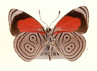 <i>Diaethria phlogea</i> Species of butterfly