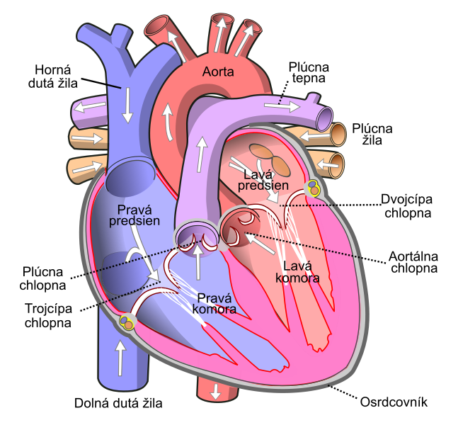 File:Diagram of the human heart sk.svg