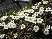 Diapensia lapponica subsp. obovata